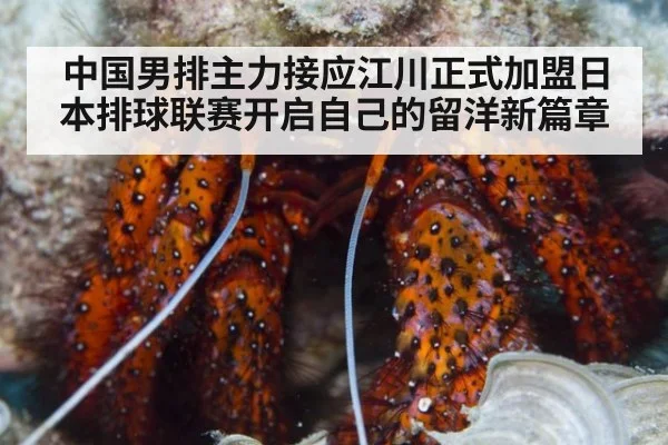 中国男排主力接应江川正式加盟日本排球联赛开启自己的留洋新篇章